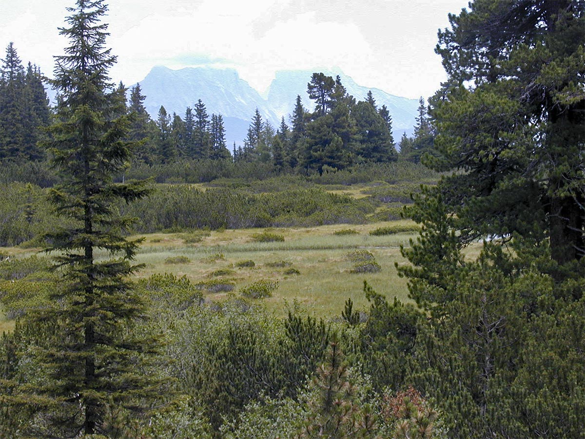 Latschenhochmoor